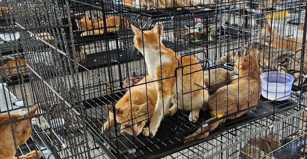 Mehrere Katzen sitzen eng in Metallkäfigen bei einer Razzia gegen den Katzenfleischhandel in Vietnam