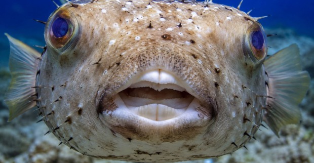 Kugelfisch Griechenland – Nahaufnahme eines giftigen Kugelfisches im Mittelmeer mit scharfen Zähnen und stacheliger Haut, der eine Gefahr für Menschen darstellt.