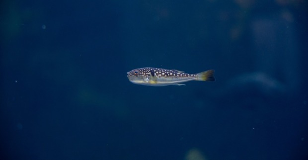 Enchanting Spotted Kugelfisch in tiefblauem Unterwasser, als Symbol für den Hasenkopf-Kugelfisch in Griechenland.