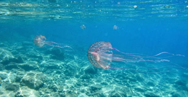Qualle schwimmt in der warmen Adria vor Kroatien – steigende Wassertemperaturen fördern starke Ausbreitung im Sommer 2026