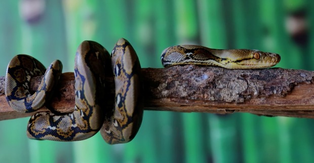 Schlangen: Ein retikulierter Python, der auf einem trockenen Baumstamm ruht.