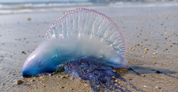 Angespülte Portugiesische Galeere am Strand mit bläulich-violetter Schwimmblase und Tentakeln – gefährliches Nesseltier in Thailand