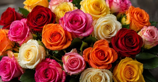 Bunte Rosen im Sortiment von Rosen Waibel – Waibel Shop Münchendorf trotz Insolvenz weiter geöffnet