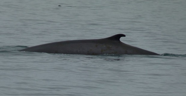 Finnwal durchbricht Wasseroberfläche in der Adria vor Kroatien nahe Šibenik