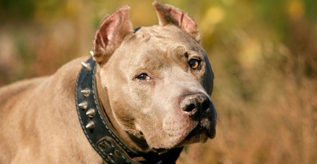 Pitbull-Hund mit Halsband im Freien, symbolisch für tödliche Hundeattacke auf Kind in Deutschland