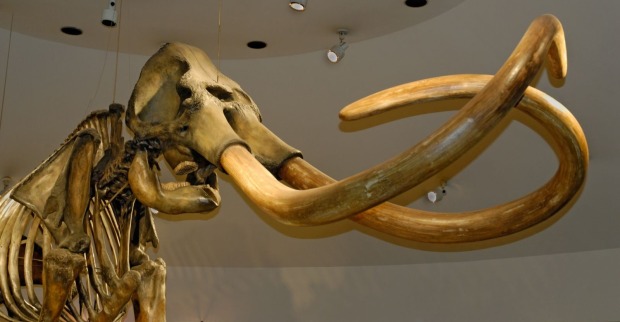 Symbolbild eines Mammuts: Skelett eines Mammuts mit langen Stoßzähnen in einem Museum. In Bulgarien wurden nach Rekord-Niedrigwasser der Donau Mammutreste entdeckt.