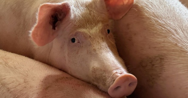 Mehrere Schweine in einem Stall