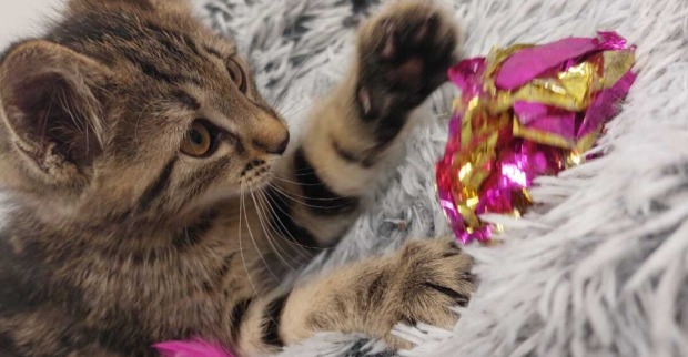 Zwei gerettete Katzenbabys nach Fund in einer Mülltonne in Ostermiething.