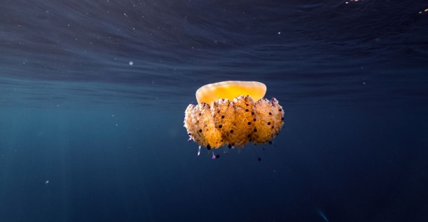 Spiegeleiqualle im Meer vor Kroatien bei Quallenalarm in Istrien