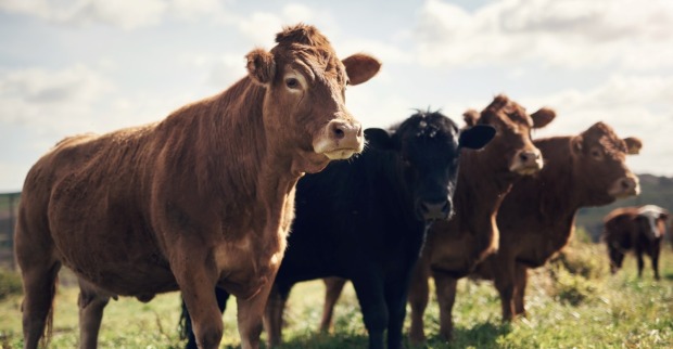 Landwirtschaft, Gras oder Kuh im Feld mit Herde, Erhaltung oder nachhaltige Landwirtschaft in der Milchwirtschaft.
