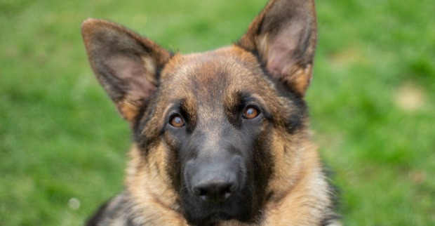 Nahaufnahme eines deutschen Schäferhundes