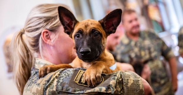 Ein Schäferhund in den Armen einer Soldatin des österreichischen Bundesheeres