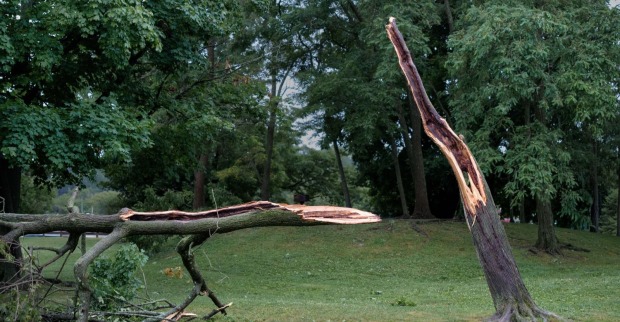 Abgebrochener Baum nach einem schweren Unwetter in Deutschland – heftige Sturmböen verursachten massive Schäden.