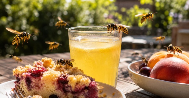 Mehrere Wespen an Kuchen, Obst und Limonade auf einem Gartentisch im Sommer