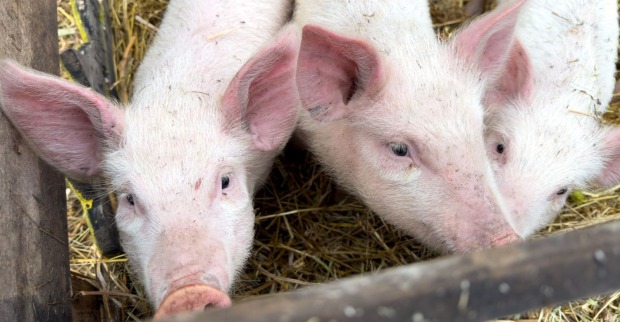 Hausschweine im Stall zur Afrikanischen Schweinepest