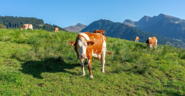 Mehrere Kühe stehen auf einer grünen Weide, dahinter sind Berge zu sehen