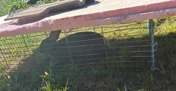Hase in einem Käfig in einer nicht artgerechten Haltung in Jennersdorf