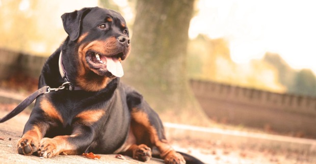 Rottweiler an der Leine – nach einer Hundeattacke in Wies wurde eine 54-jährige Steirerin lebensgefährlich verletzt.