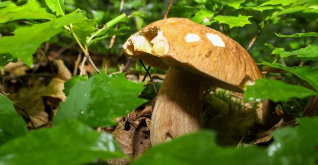 In einem feuchten Wald wächst ein großer Steinpilz.