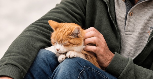 Katze am Schoß eines Mannes | Credit: Gut Aiderbichl