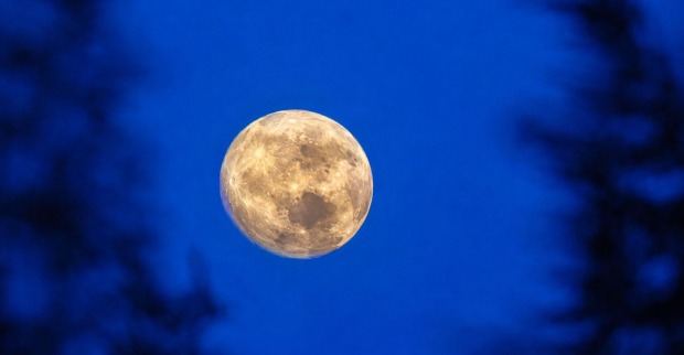 Goldgelber Vollmond vor tiefblauem Nachthimmel, umrahmt von dunklen, verschwommenen Zweigen.