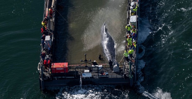 Buckelwal Timmy auf einer Barge während der Rettungsaktion vor seinem Tod und dem anschließenden Millionenstreit um die Kosten.