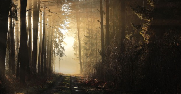 Ein Wald am Morgen im Nebel mit durchschimmerndem Sonnenschein.
