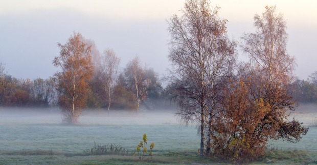 Kaltes Herbstwetter, Bäume, Nebel.