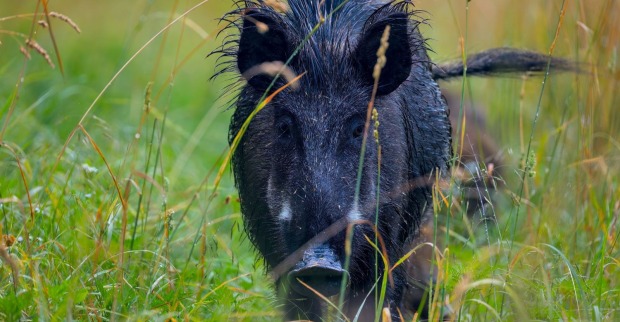 Wildschwein steht im hohen Gras. Wildschweine verwüsteten den Fußballplatz des SC Unterpullendorf im Burgenland und sorgten für eine Spielabsage.