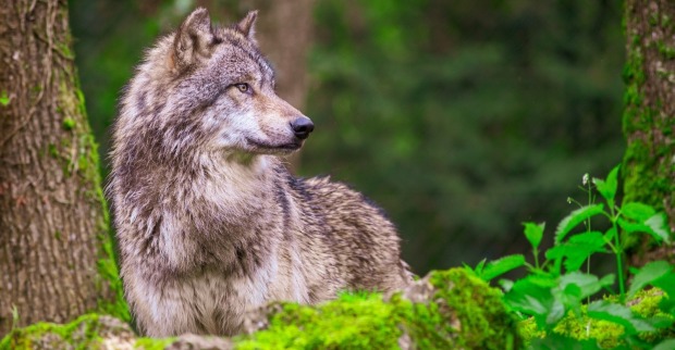 Das Rissbild in Unken deutet laut Wolfsbeauftragtem Hannes Üblagger erneut auf einen Wolf hin.