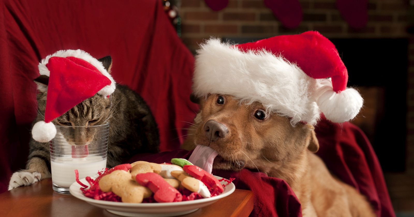 Tierische Liebe: Diese Geschenke bekommen Haustiere