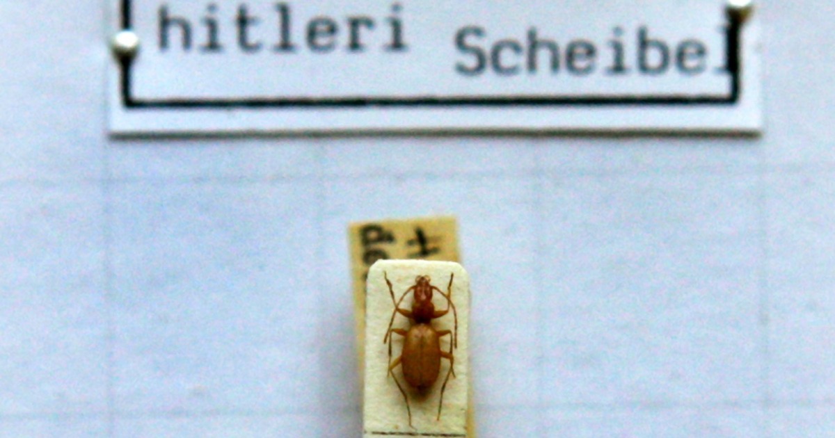 Hitler Beetle can hold his identify