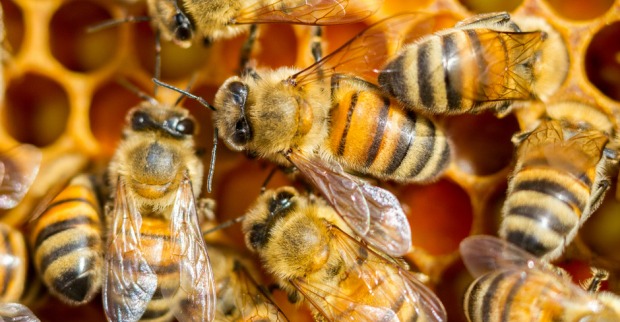Honigbienen im Bienenstock| Credit: iStock.com/OK-Photography