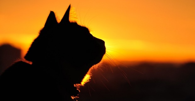 Katze im Sonnenlicht | Credit: iStock.com/Bloodsuke