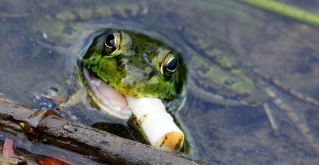 grüner Frosch mit Zigarettenstummel im Maul | Credit: iStock.com/WhisperingClover