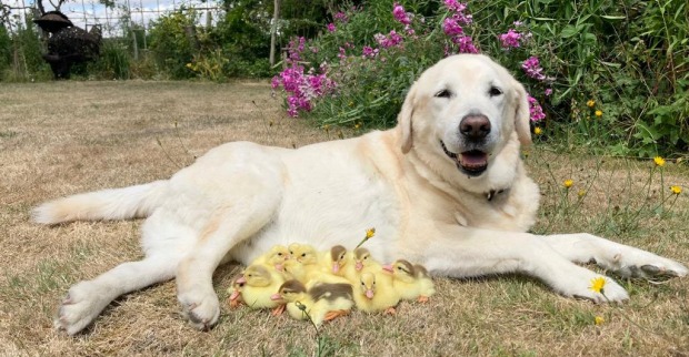 Hund mit Entenbabys