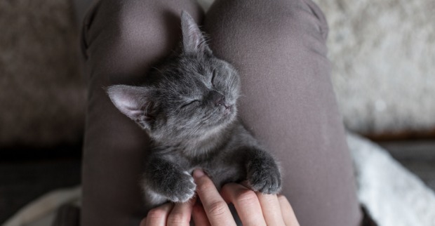 Kleine Katze liegt entspannt auf dem Schoß ihrer Besitzerin | Credit: iStock.com/npdesignde