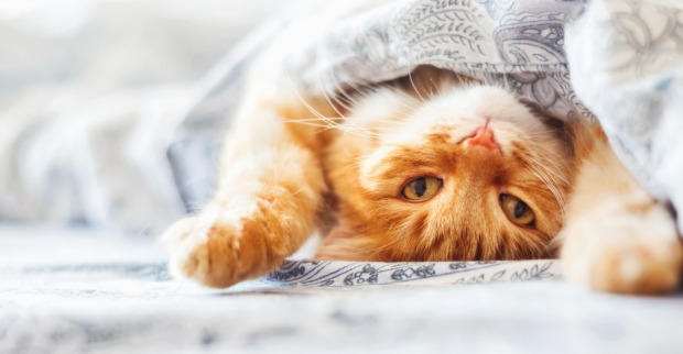 Katze streckt sich genüsslich im Bett ihres Besitzers | Credit: iStock.com/Aksenovko