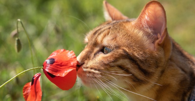Katze schnuppert an einer Mohnblume | Credit: iStock.com/Svetlana Sultanaeva