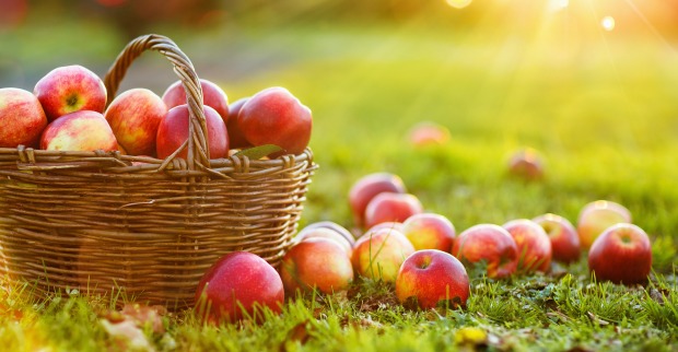 Korb mit Äpfeln am Gras in der Sonne