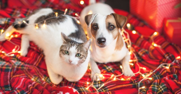 Katze und Hund mit weihnachtlicher Lichterkette | Credit: iStock.com/TatyanaGl