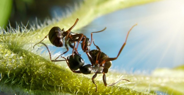 Zwei kämpfende Ameisen auf einem Grashalm. | Credit: iStock.com/Antrey