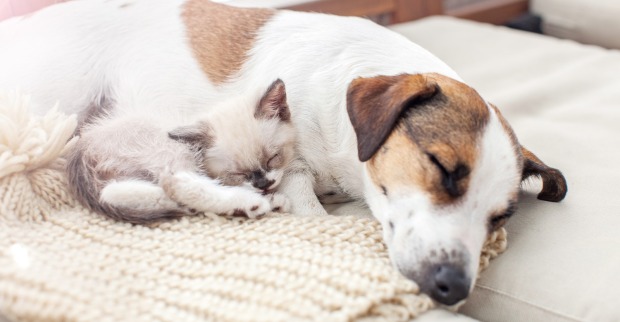 Welpe und Kitten schlafen auf einer weißen Decke | Credit: iStock.com/TatyanaGl